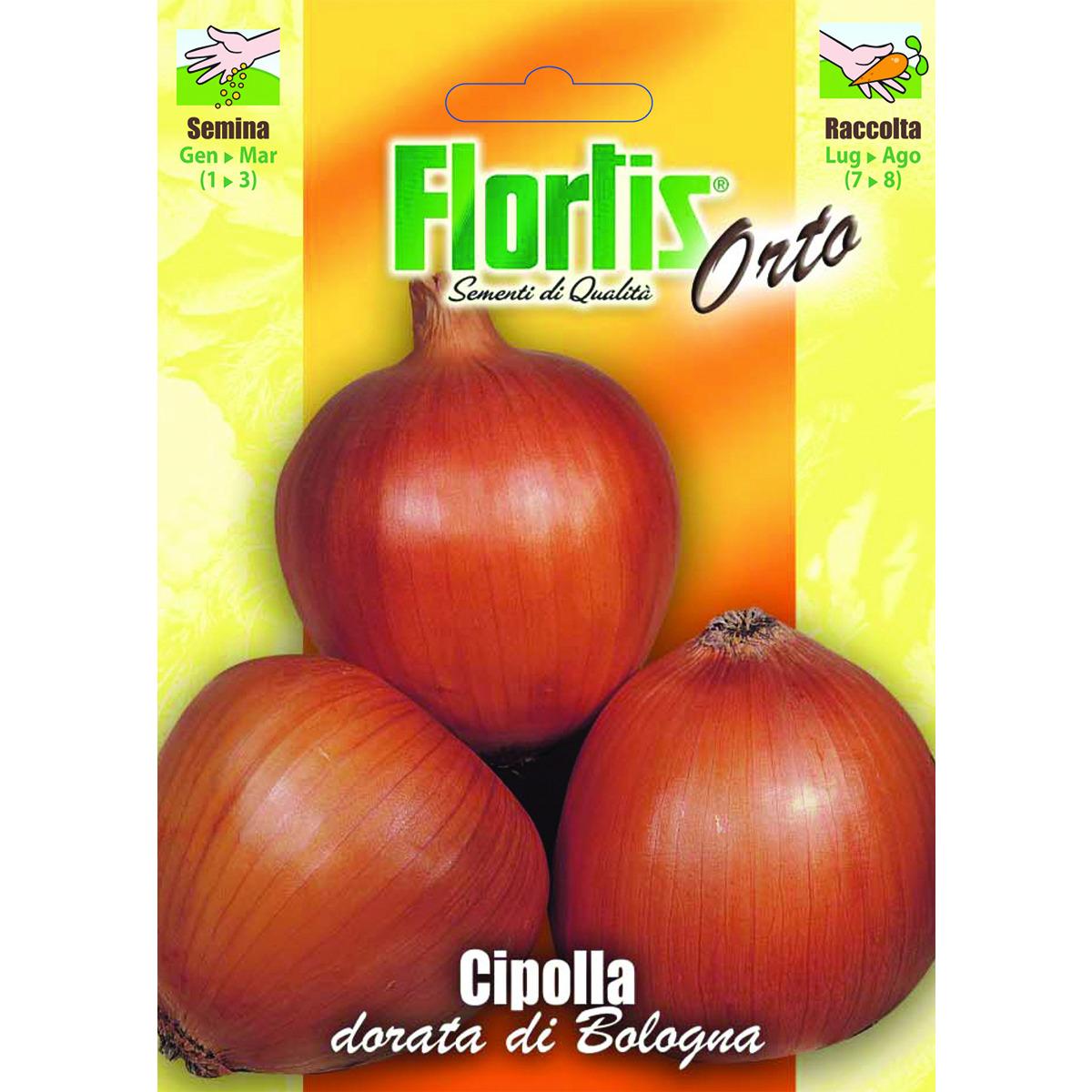 4355172 - FLORTIS | CIPOLLA DORATA DI BOLOGNA