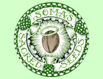 SSOF050001 - KUSHADELIC 5 SEMI FEMM SOMA SEEDS