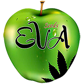 SEV4069 - EVA SEEDS - NEXUS FEM | 6 SEMI