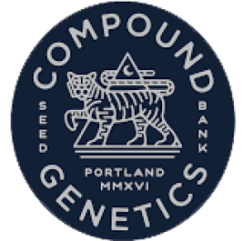 CPG005F001 - COMPOUND GENETICS - HIGH SOCIETY FEM | 5 SEMI