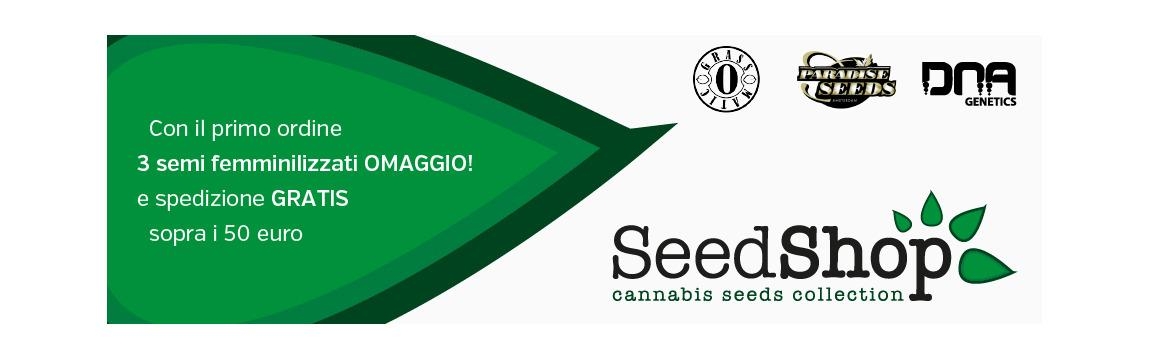 SeedShop_01